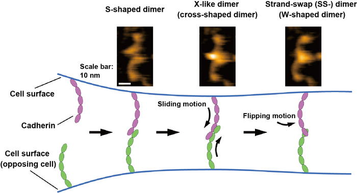 Binding processes of cadherins revealed by high-speed atomic force microscopy (HS-AFM).