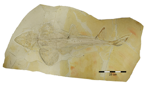 Fossil of the Late Jurassic shark Protospinax annectans from Solnhofen and Eichstätt, Germany