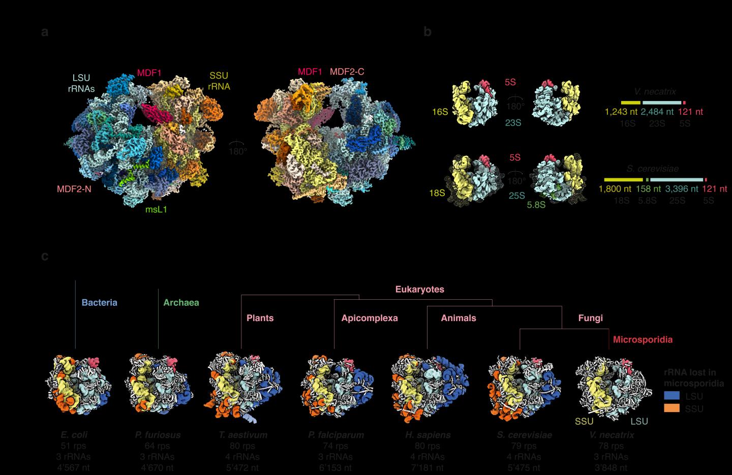 Microsporidia Ribosome