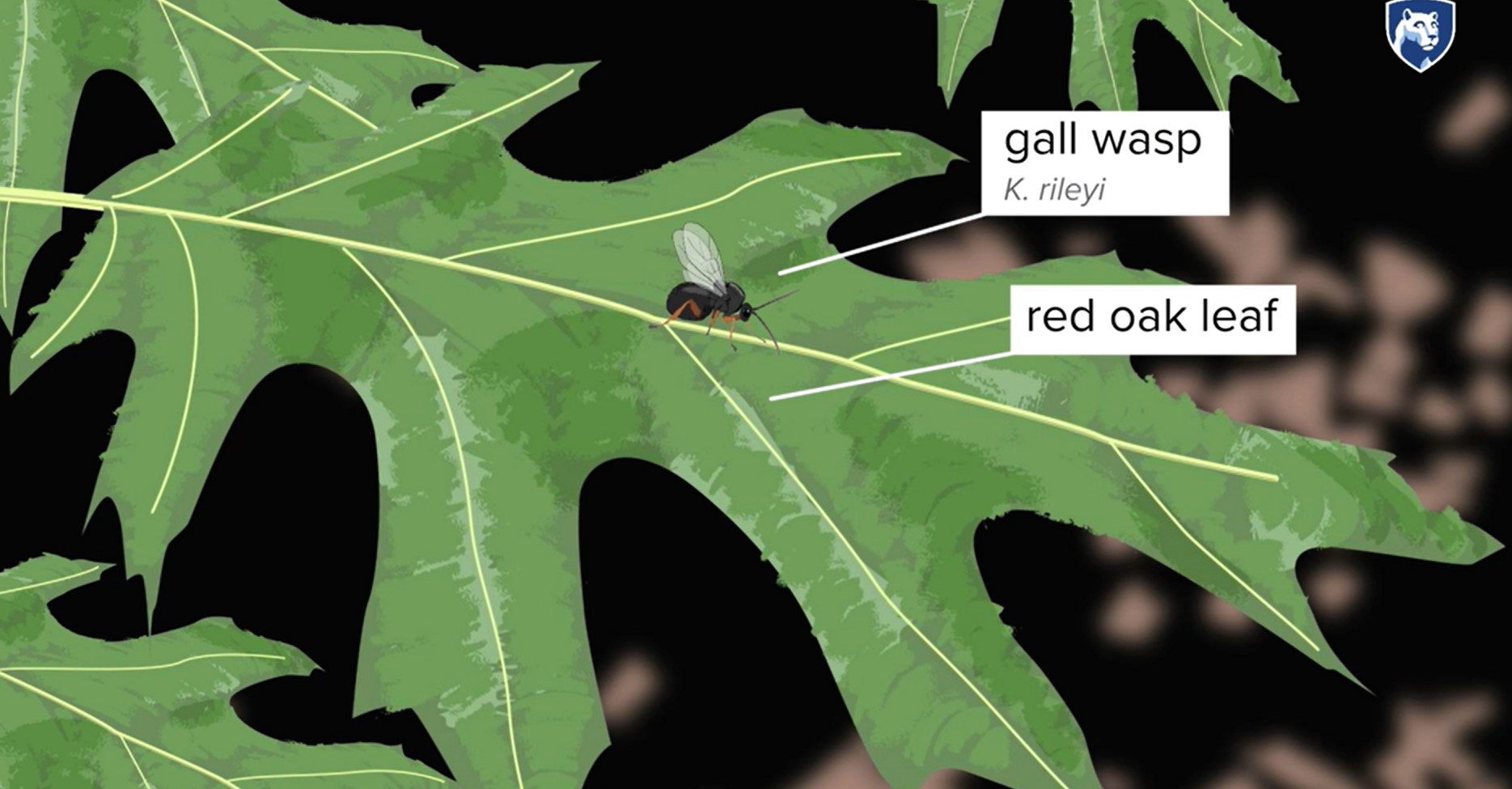 Animation ant-wasp-oak interaction