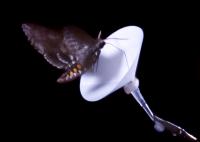 Moth Seeks Nectar from Filter-Paper Flower
