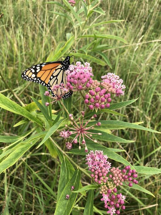 Dicamba drift: New use of an old herbicide disrupts pollinators