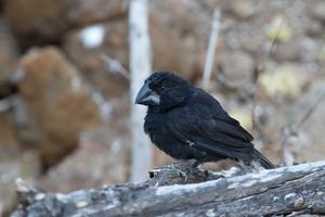 A Large Ground-finch (Geospiza magnirostris) on Daphne Major, Galápagos Islands,