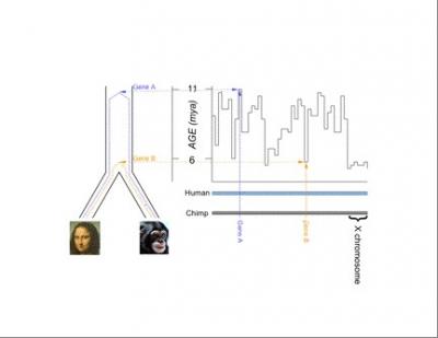 Figure Illustrating the Relative Age of Genetic Changes Between Human and Chimp Genomes
