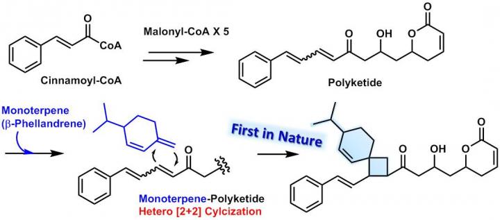 Biosynthetic Pathway