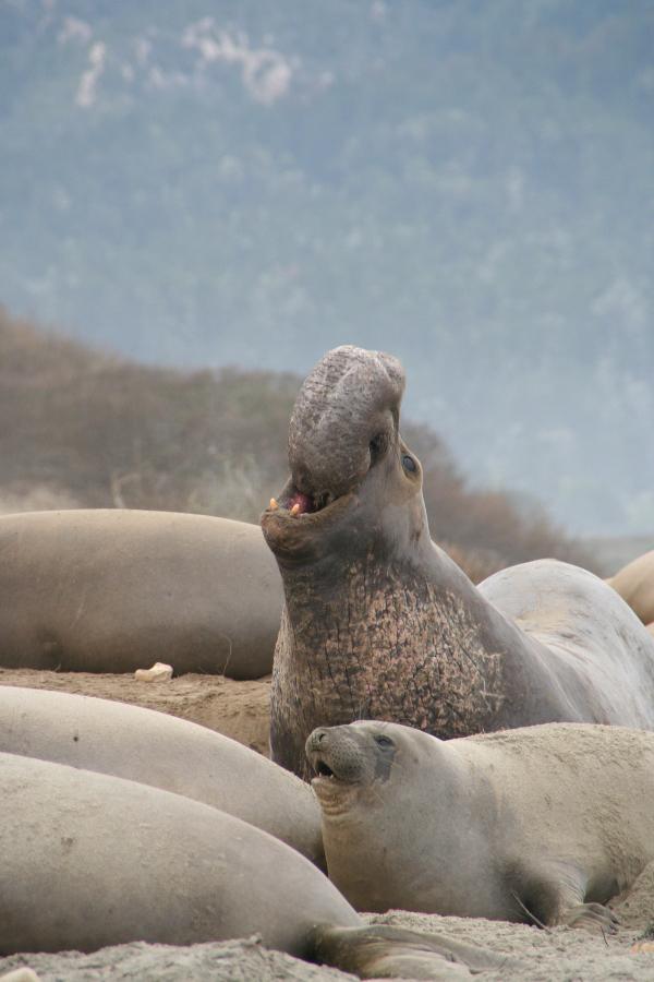 Éléphants de mer Mirounga angustirostris dans la colonie d'Año Nuevo (Californie, États-Unis). 