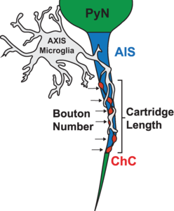 Microglia wrapped around pyramidal neuron