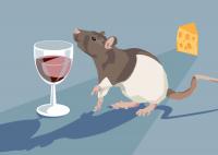Drinking Rats