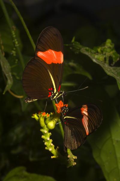 Single Gene Tied to Butterfly Mimicry (6 of 6)