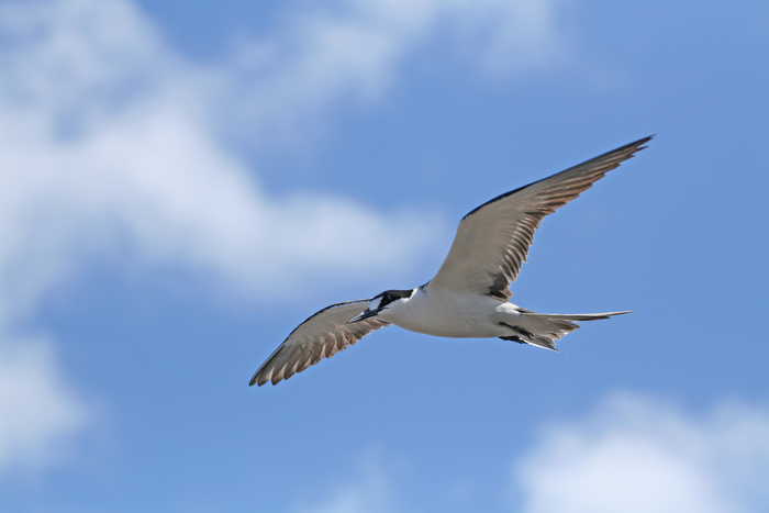 sooty tern in flight