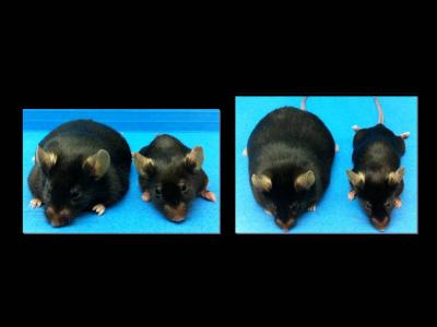 Scientists Identify Gene that Regulates Body Weight in Humans and Mice