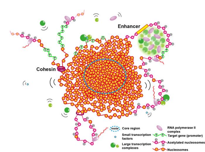 Chromatin domain