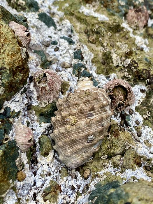 Warm water Plicopurpura columellaris sea snail next to T. rubescens barnacles