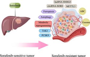 Mechanisms of sorafenib resistance in HCC.