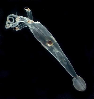 Juvenile Squid