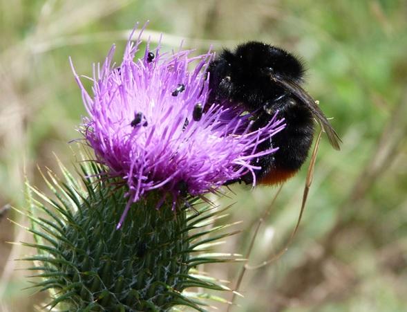 Red-tailed Bumblebee