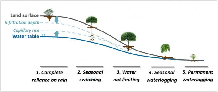 Soil Hydrology and Root Depths