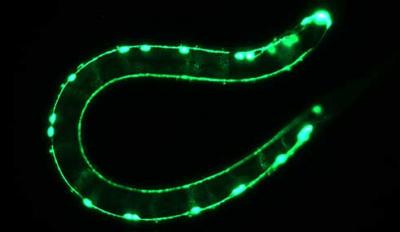 <i>C. elegans</i> Worm
