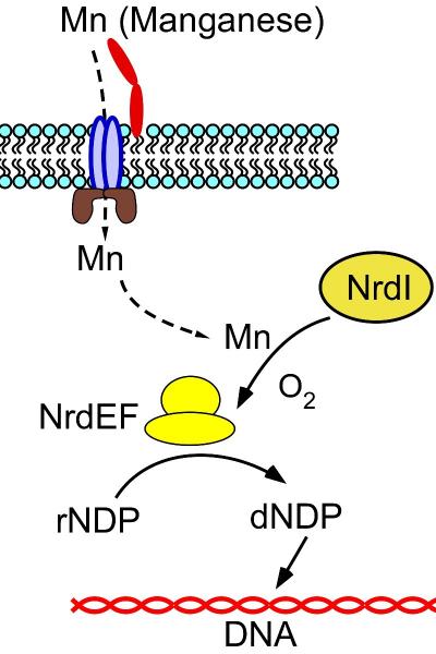 Manganese Transport and Role in Providing Nucleotide Building Blocks for DNA