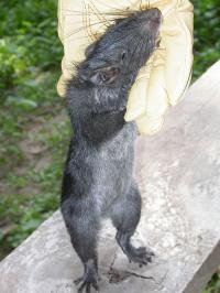 Laotian Rock Rat Standing