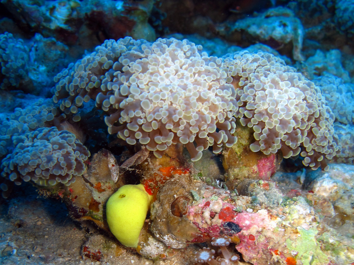 The biological clock of corals can function even without the algae that nourish them