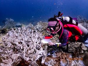 Assessing the extent of coral bleaching