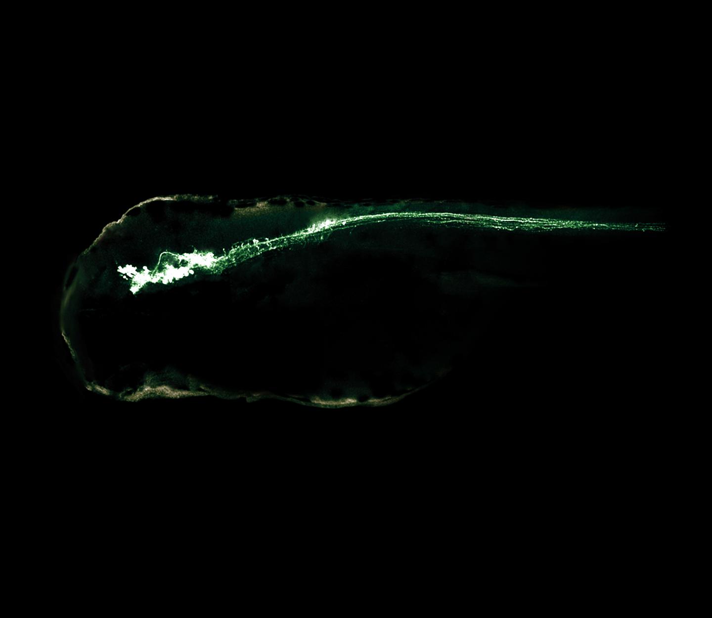 Zebrafish