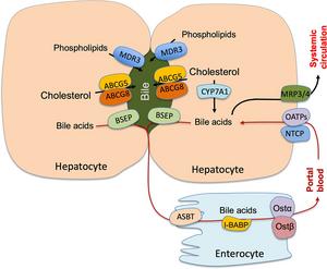 Bile acid transport in the enterohepatic circulation.