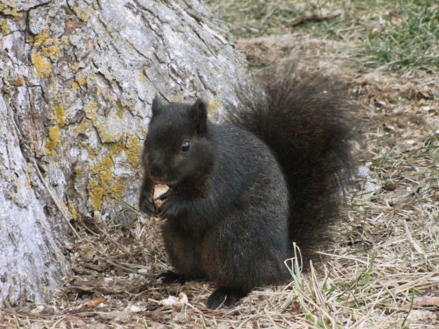 A Melanic, or Black, Fox Squirrel