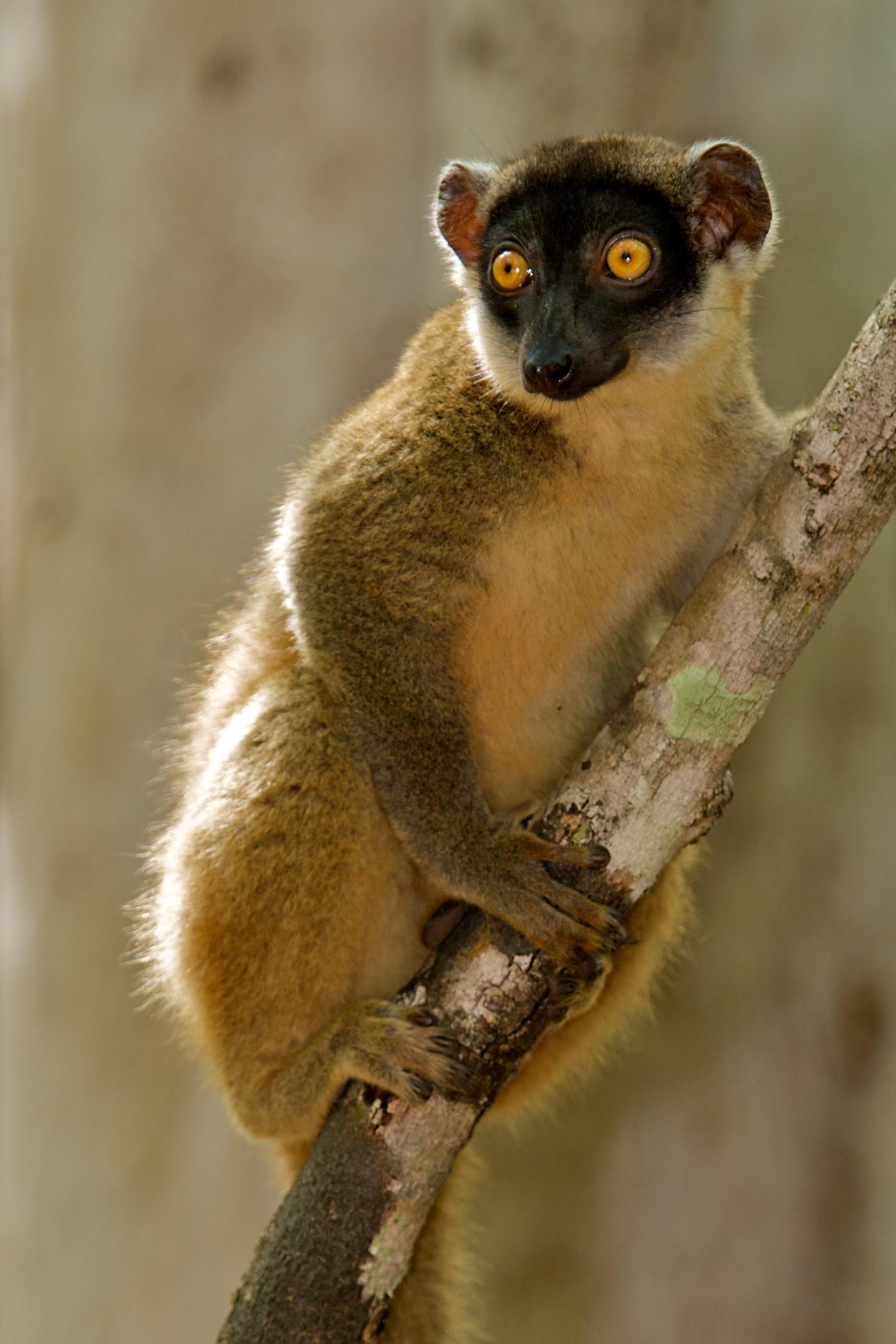 For Lemurs, Size of Forest Fragments May Be More Important than Degree of Isolation