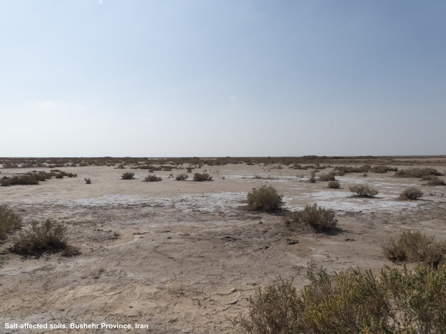 A typical salt-affected land