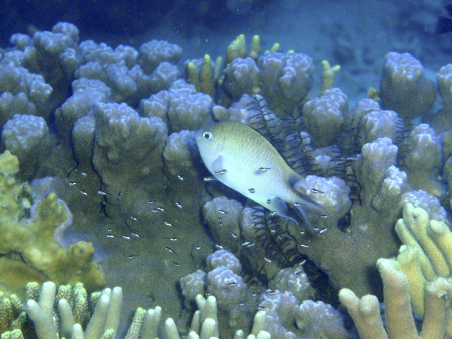 Altrichthys Parent Guarding Brood