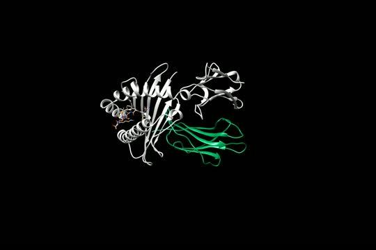 Video Of 2.4 Angstrom Crystal Structure Of Alloantibody Binding To HLA Molecule