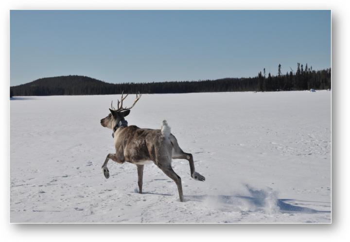 Woodland Caribou