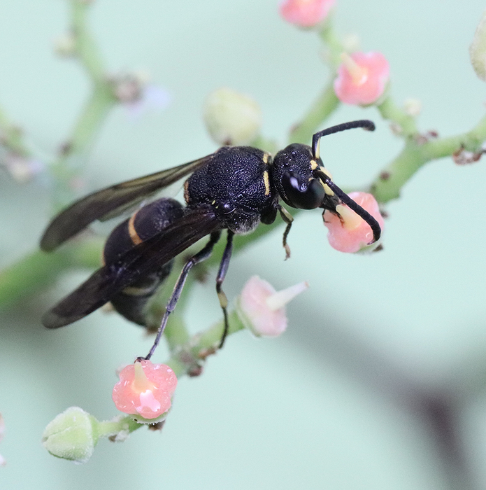 A male wasp (Anterhynchium gibbifrons) visiting a Cayratia japonica flower