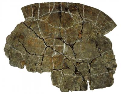 Dorsal Side of Carapace