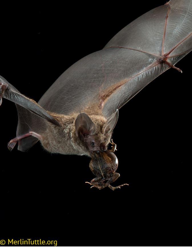 <i>Trachops cirrhosus</i> with Tungara Frog