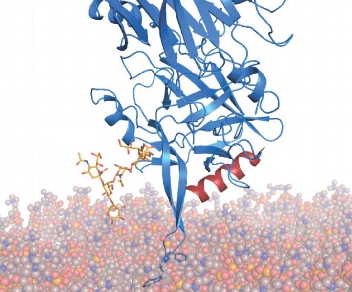 Engineered Botox Is More Potent and Safer in Mice