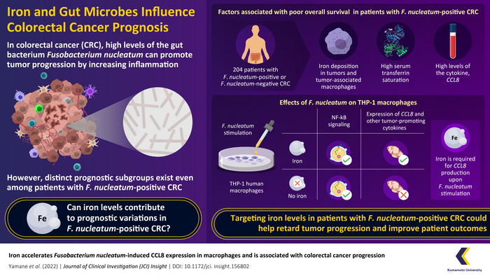 Iron accumulation  a prognostic factor in F. nucleatum-positive colorectal cancer