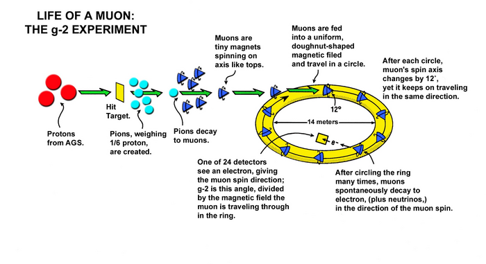 schematic of Brookhaven muon g-2 experiment
