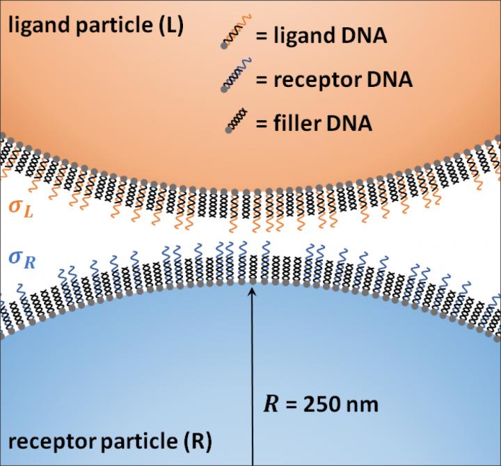 Velcro Method for More Precise Binding of Drug Particles