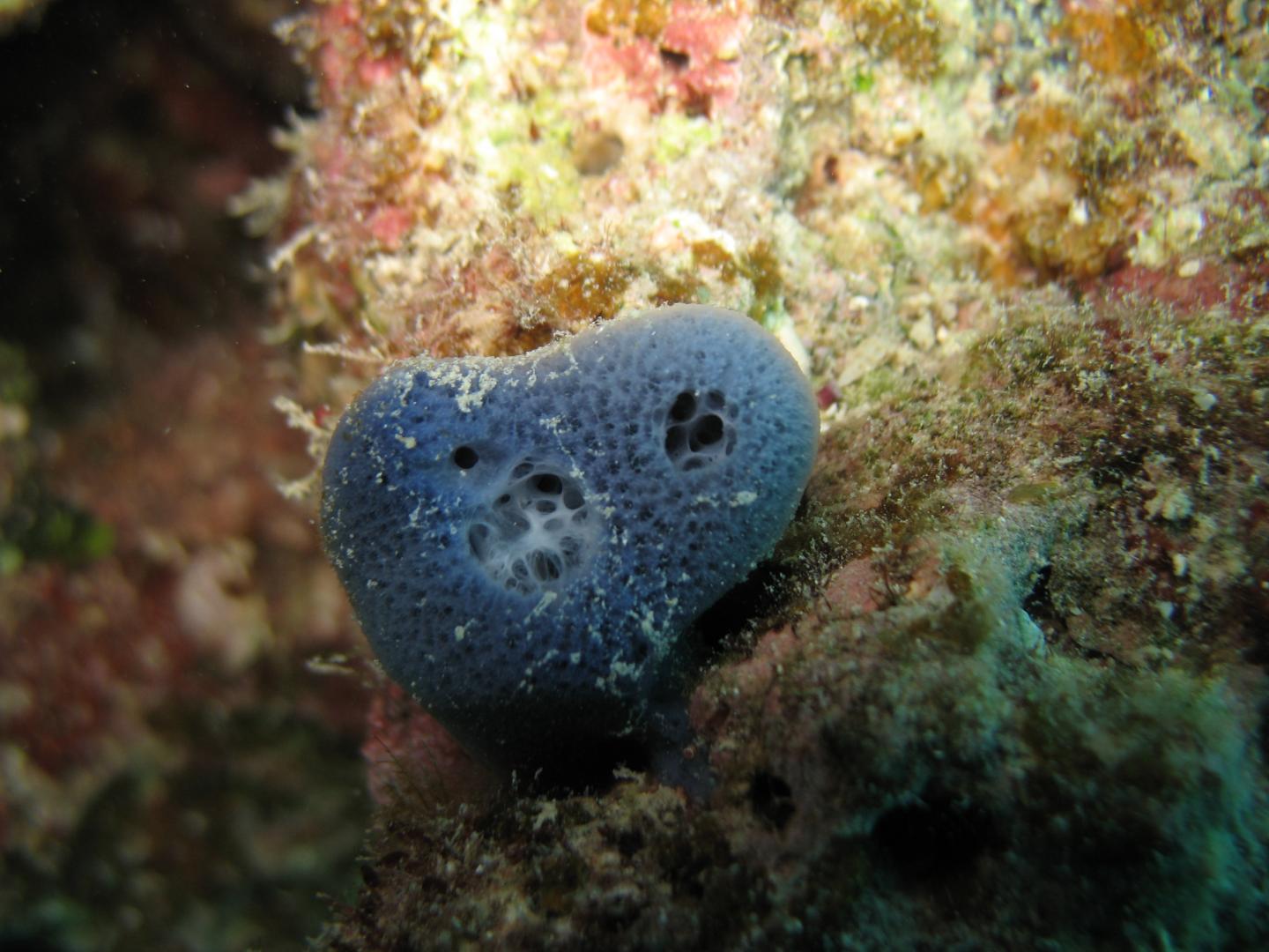 Red Sea Sponge <i>Haliclona</i> sp.