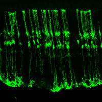 Glia Cells in the Retina