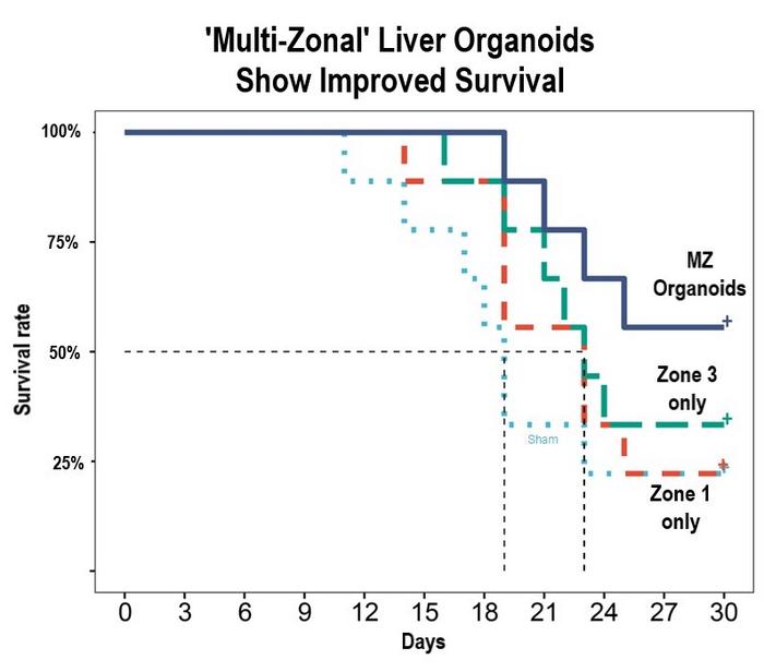 Multi-Zonal Liver Organoids Show Survival Benefit