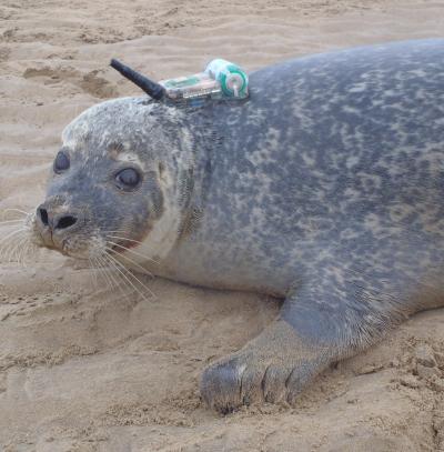 Harbor Seal Tagged With A GPS Phone Tag