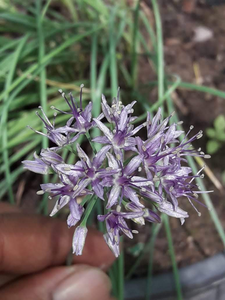 Flower of Allium negianum