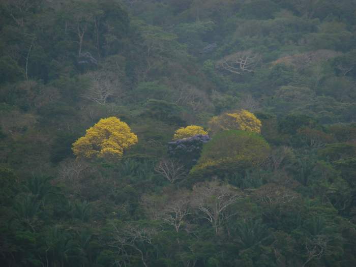 Tropical Forest