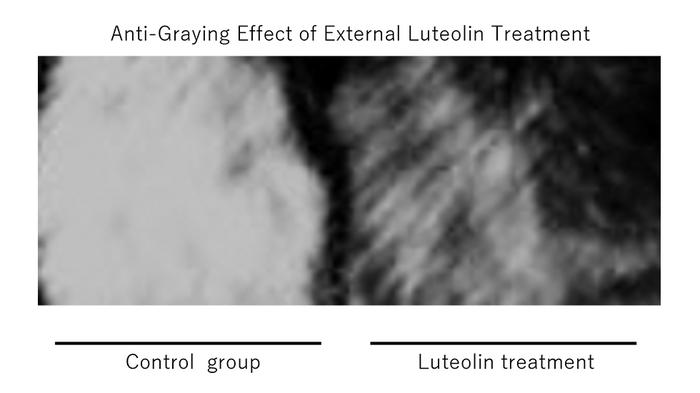 Anti-graying effect of external luteolin treatment