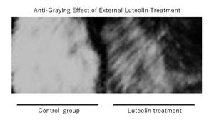 Anti-graying effect of external luteolin treatment