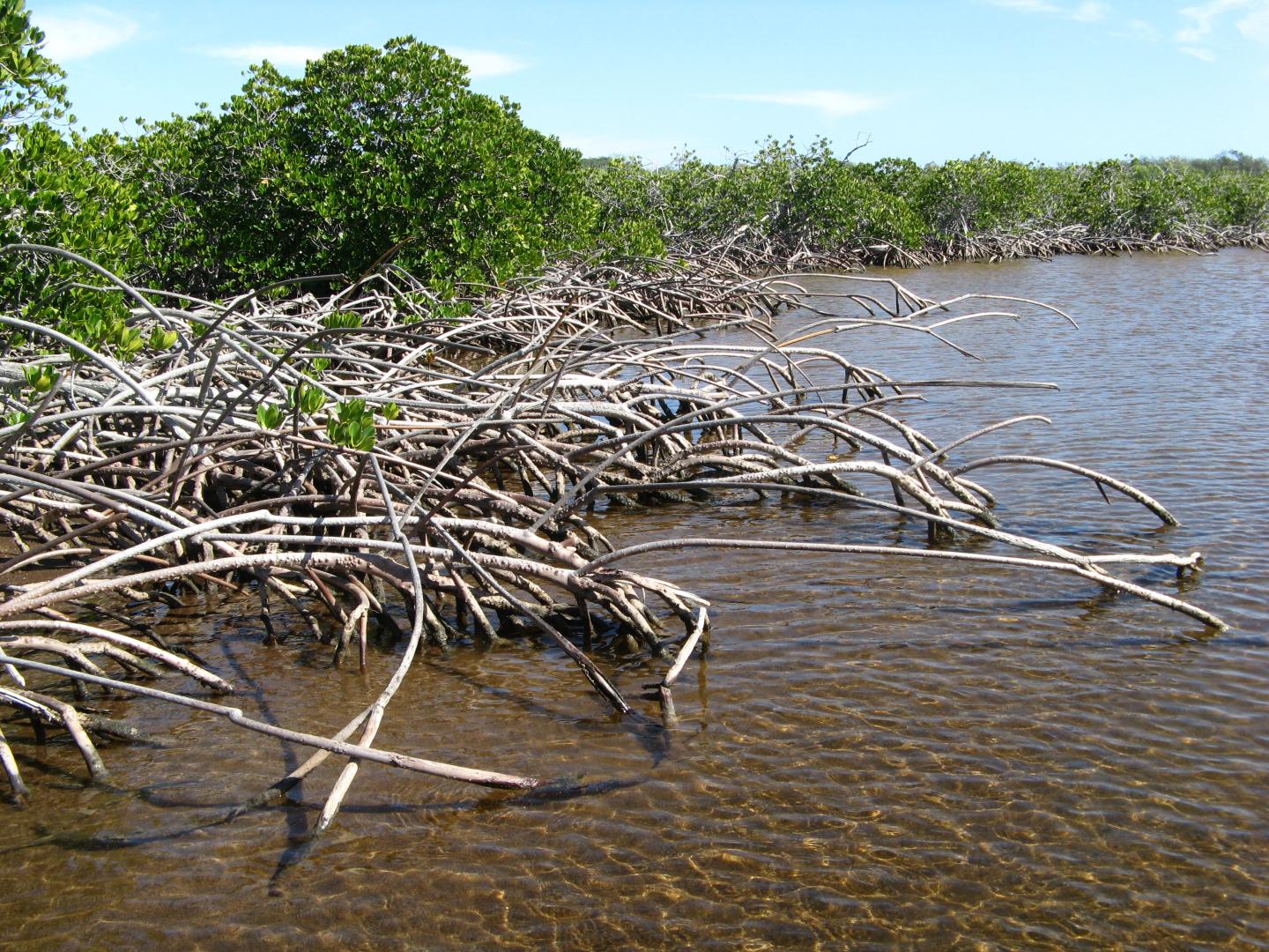 Revealed from Ancient Sediment: Mangrove Tolerance to Rising Sea Levels (3 of 15)